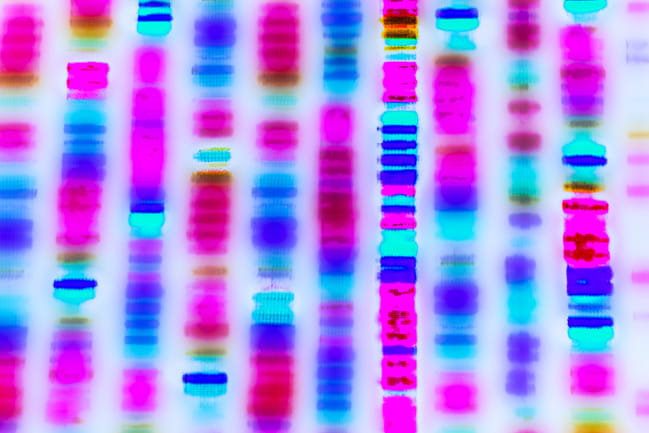 Brightly colored DNA electrophoresis bands aligned in columns