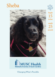Sheba Dearborn, therapy dog
